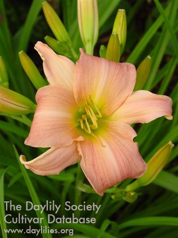 Daylily Winsome Lady